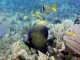 French Angelfish and Porkfish  with some Grunts IMG 3246